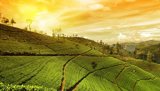 McKinsey & Co. sees bright future for Indian economy