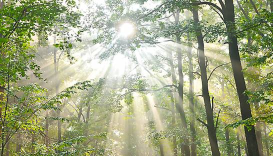 SME ESG ambitions hindered by lack of management support